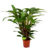 Calathea Rufibarba Bluegrass - Schaduwplant - P21 H85 - Kamerplant -FloraHome Verkoopwinkel calathea rufibarba bluegrass schaduwplant p21 h85 4