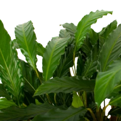 Voorkant -FloraHome Verkoopwinkel calathea rufibarba bluegrass schaduwplant p21 h85 5