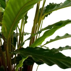 Calathea Rufibarba Bluegrass - Schaduwplant - P21 H85 - Kamerplant -FloraHome Verkoopwinkel calathea rufibarba bluegrass schaduwplant p21 h85 6