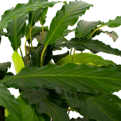 Calathea Rufibarba Bluegrass - Pauwenplant - P21 H105 - Kamerplant -FloraHome Verkoopwinkel calathea rufibarba mirosha pauwenplant p21 h105 5