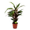 Calathea Rufibarba Wavestar - Pauwenplant - P19 H75 - Kamerplant 1 Calathea Rufibarba Wavestar - Pauwenplant - P19 H75 - Kamerplant -FloraHome Verkoopwinkel calathea rufibarba wavestar pauwenplant p19 h75 4