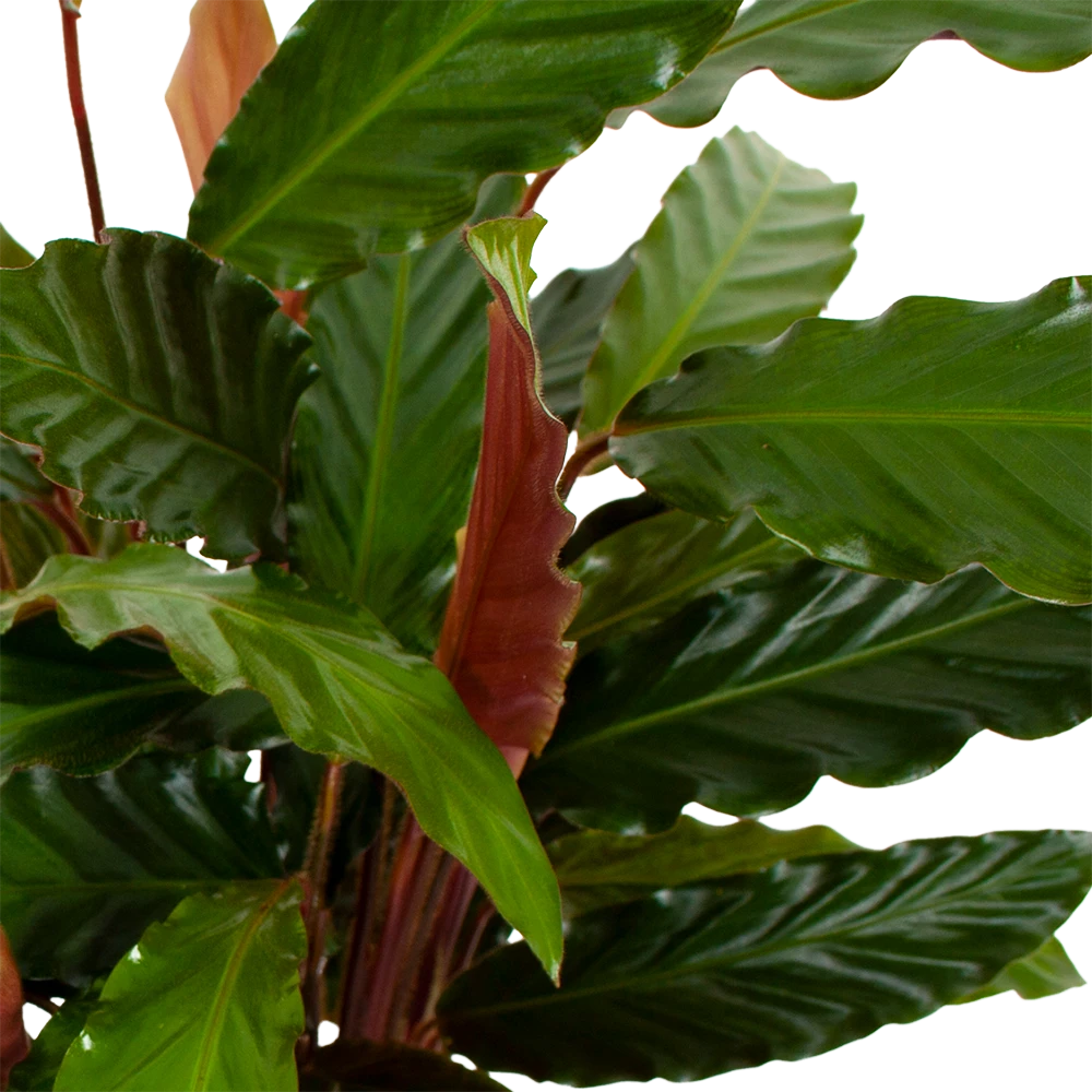 Calathea Rufibarba Wavestar - Pauwenplant - P19 H75 - Kamerplant 4 Calathea Rufibarba Wavestar - Pauwenplant - P19 H75 - Kamerplant - Afbeelding 2