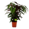 Calathea Rufibarba Wavestar - Pauwenplant - P21 H85 - Kamerplant
