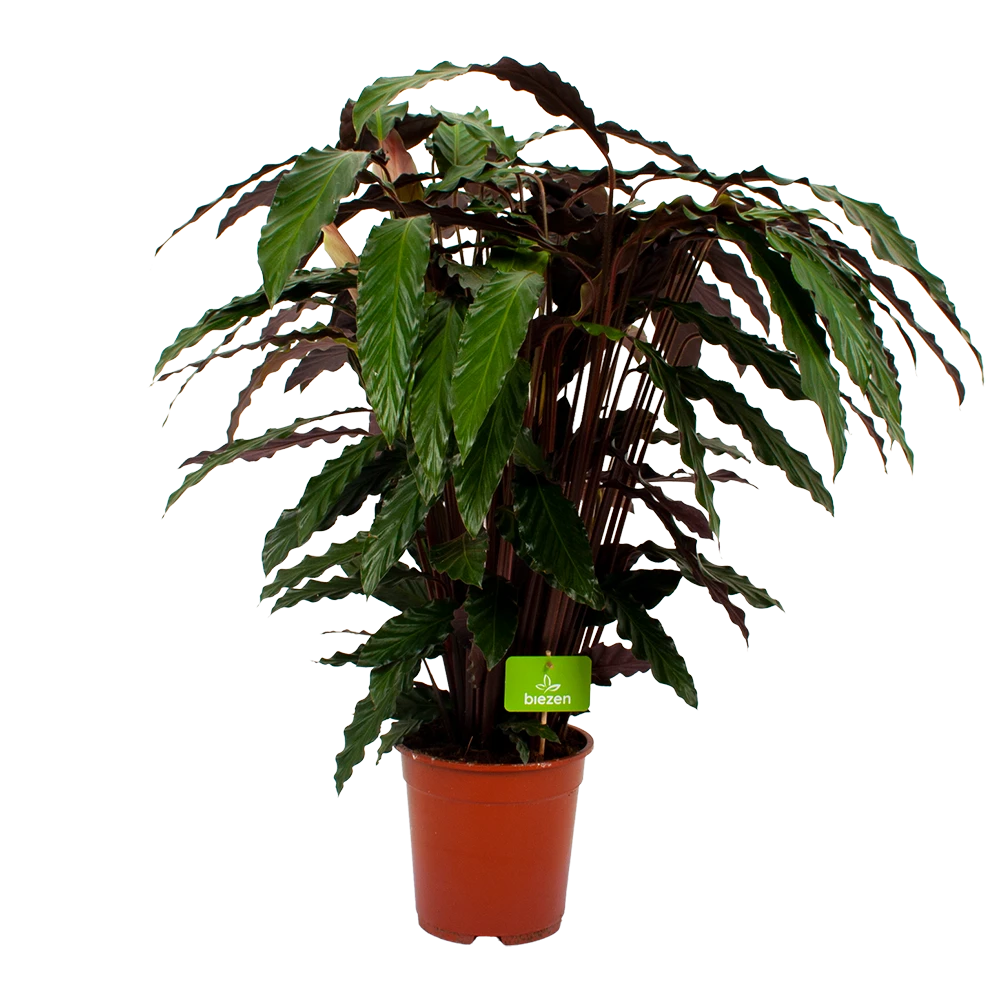 Calathea Rufibarba Wavestar - Pauwenplant - P21 H85 - Kamerplant 3 Calathea Rufibarba Wavestar - Pauwenplant - P21 H85 - Kamerplant
