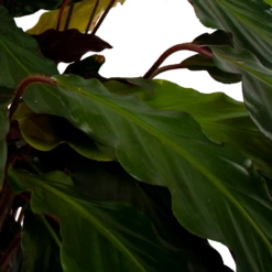 Calathea Rufibarba Wavestar - Pauwenplant - P21 H85 - Kamerplant 6 Calathea Rufibarba Wavestar - Pauwenplant - P21 H85 - Kamerplant -FloraHome Verkoopwinkel calathea rufibarba wavestar pauwenplant p21 h105 5