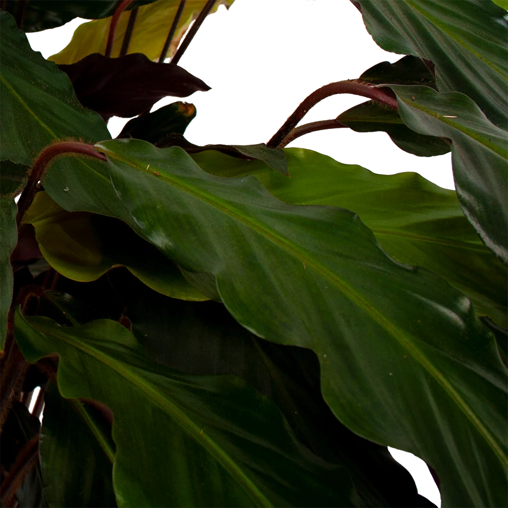 Calathea Rufibarba Wavestar - Pauwenplant - P21 H85 - Kamerplant 4 Calathea Rufibarba Wavestar - Pauwenplant - P21 H85 - Kamerplant - Afbeelding 2