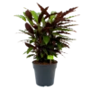 Calathea Rufibarba Wavestar - Pauwenplant - P27 H90 - Kamerplant -FloraHome Verkoopwinkel calathea rufibarba wavestar pauwenplant p27 h90 1 1