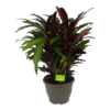 Calathea Rufibarba Wavestar - Pauwenplant - P32 H80 - Kamerplant 2 Calathea Rufibarba Wavestar - Pauwenplant - P32 H80 - Kamerplant -FloraHome Verkoopwinkel calathea rufibarba wavestar pauwenplant p32 h80 1
