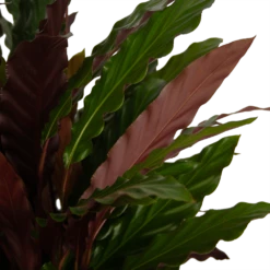 Calathea Rufibarba Wavestar - Pauwenplant - P32 H80 - Kamerplant -FloraHome Verkoopwinkel calathea rufibarba wavestar pauwenplant p32 h80 4