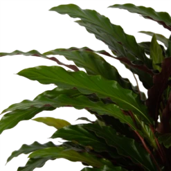 Calathea Rufibarba Wavestar - Pauwenplant - P32 H80 - Kamerplant -FloraHome Verkoopwinkel calathea rufibarba wavestar pauwenplant p32 h80 5