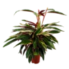 Calathea Stromante Triostar - Schaduwplant - P21 H105 - Kamerplant -FloraHome Verkoopwinkel calathea stromante triostar schaduwplant p21 h105 4