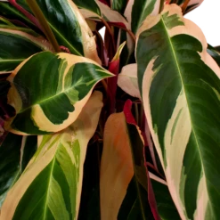 Calathea Stromante Triostar - Schaduwplant - P21 H105 - Kamerplant -FloraHome Verkoopwinkel calathea stromante triostar schaduwplant p21 h105 5