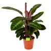 Calathea Warcewiczii - Livingplant - P19 H75 - Kamerplant -FloraHome Verkoopwinkel calathea warcewiczii livingplant p19 h75 1 1