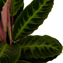 Nieuwe Producten -FloraHome Verkoopwinkel calathea warcewiczii livingplant p19 h75 5 1