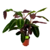 Calathea Warcewiczii - Livingplant - P21 H75 - Kamerplant -FloraHome Verkoopwinkel calathea warcewiczii livingplant p21 h75 1 1