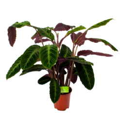 Calathea Warcewiczii - Livingplant - P21 H75 - Kamerplant