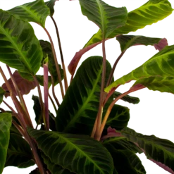 Nieuwe Producten -FloraHome Verkoopwinkel calathea warcewiczii livingplant p21 h75 5 1