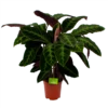 Calathea Warcewiczii - Livingplant - P21 H90 - Kamerplant -FloraHome Verkoopwinkel calathea warcewiczii livingplant p21 h90 1