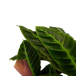 Nieuwe Producten -FloraHome Verkoopwinkel calathea warcewiczii livingplant p21 h90 2