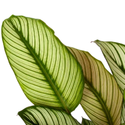 Nieuwe Producten -FloraHome Verkoopwinkel calathea whitestar schaduwplant p19 h75 5 1