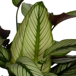 Nieuwe Producten -FloraHome Verkoopwinkel calathea whitestar schaduwplant p32 h80 5