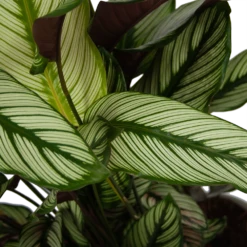 Calathea Whitestar - Schaduwplant - P32 H80 - Kamerplant -FloraHome Verkoopwinkel calathea whitestar schaduwplant p32 h80 6