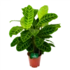 Calathea Zebrina - Livingplant - P19 H80 - Kamerplant 1 Calathea Zebrina - Livingplant - P19 H80 - Kamerplant -FloraHome Verkoopwinkel calathea zebrina livingplant p19 h65 1 2