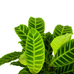 Nieuwe Producten -FloraHome Verkoopwinkel calathea zebrina livingplant p19 h65 5 1