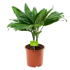 Chamaedorea Metallica Bergpalm - P17 H50 - Kamerplant -FloraHome Verkoopwinkel chamaedorea metallica bergpalm p17cm h50cm 4 1