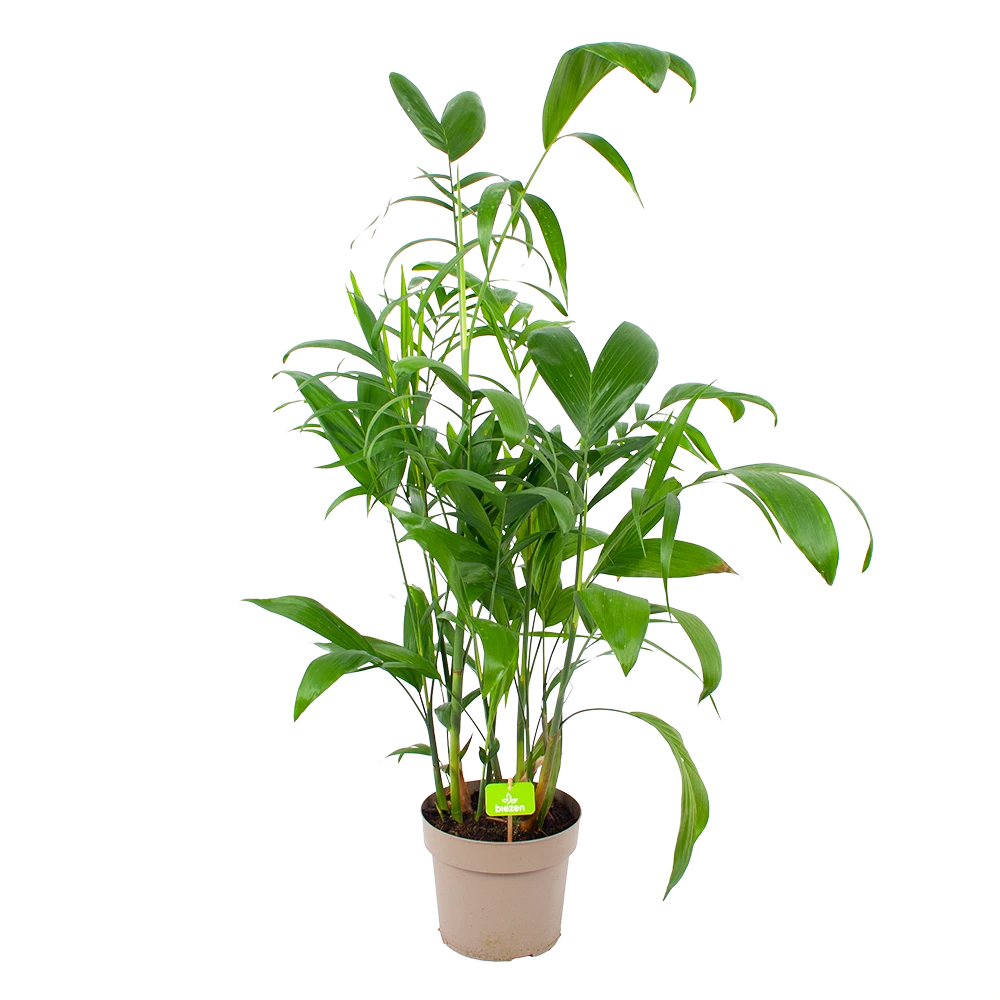 Chamaedorea Seifrizii - Bergpalm - P24 H100 - Kamerplant 3 Chamaedorea Seifrizii - Bergpalm - P24 H100 - Kamerplant