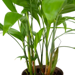 Chamaedorea Seifrizii - Bergpalm - P24 H100 - Kamerplant 8 Chamaedorea Seifrizii - Bergpalm - P24 H100 - Kamerplant -FloraHome Verkoopwinkel chamaedorea seifrizii bergpalm p24 h100 6