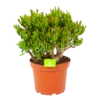Crassula Ovata Gollum - P23 H50 - Kamerplant 1 Crassula Ovata Gollum - P23 H50 - Kamerplant -FloraHome Verkoopwinkel crassula ovata gollum p23 h50 1 1