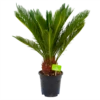 Cycas Revoluta - Vredespalm - P17 H60 - Kamerplant -FloraHome Verkoopwinkel cycas revoluta vredespalm p17 h60 4
