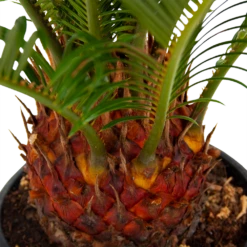 Cycas Revoluta - Vredespalm - P17 H60 - Kamerplant -FloraHome Verkoopwinkel cycas revoluta vredespalm p17 h60 5