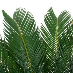 Cycas Revoluta - Vredespalm - P24 H85 - Kamerplant -FloraHome Verkoopwinkel cycas revoluta vredespalm p24cm h85cm 5