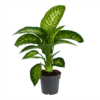 Dieffenbachia Seguine 'Reeva' - P19 H60 - Kamerplant -FloraHome Verkoopwinkel dieffenbachia seguine reeva p19 h60 1