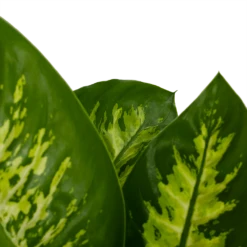 Dieffenbachia Seguine 'Reeva' - P19 H60 - Kamerplant -FloraHome Verkoopwinkel dieffenbachia seguine reeva p19 h60 6
