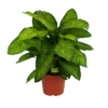 Dieffenbachia Seguine Tropic Jewel - P35 H130 - Kamerplant -FloraHome Verkoopwinkel dieffenbachia seguine tropic jewel p35 h130 1