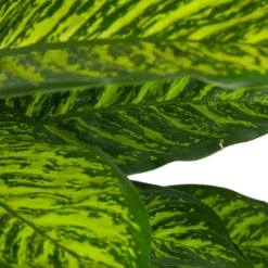 Dieffenbachia Seguine Tropic Jewel - P35 H130 - Kamerplant -FloraHome Verkoopwinkel dieffenbachia seguine tropic jewel p35 h130 3