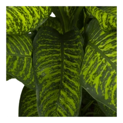 Dieffenbachia Seguine Tropic Jewel - P35 H130 - Kamerplant -FloraHome Verkoopwinkel dieffenbachia seguine tropic jewel p35 h130 4