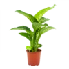 Dieffenbachia Seguine Tropic Snow - P19 H70 - Kamerplant -FloraHome Verkoopwinkel dieffenbachia seguine tropic snow p19 h70 4