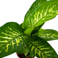 Dieffenbachia Seguine Tropic Snow - P19 H70 - Kamerplant -FloraHome Verkoopwinkel dieffenbachia seguine tropic snow p19 h70 5