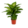 Dieffenbachia Seguine Tropic Snow - P24 H90 - Kamerplant -FloraHome Verkoopwinkel dieffenbachia seguine tropic snow p24 h90 2 1