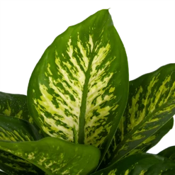 Dieffenbachia Seguine Tropic Snow - P24 H90 - Kamerplant -FloraHome Verkoopwinkel dieffenbachia seguine tropic snow p24 h90 2 3