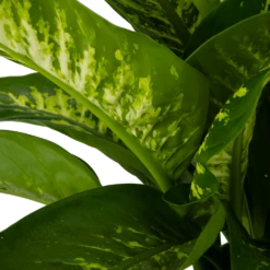 Dieffenbachia Seguine Tropic Snow - P24 H90 - Kamerplant -FloraHome Verkoopwinkel dieffenbachia seguine tropic snow p24 h90 2 4