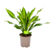 Dracaena Burley - Drakenbloedboom - P24 H90 - Kamerplant -FloraHome Verkoopwinkel dracaena burley drakenbloedboom p24 h90 1 1
