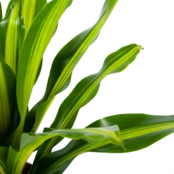Voorkant -FloraHome Verkoopwinkel dracaena burley drakenbloedboom p24 h90 5 1