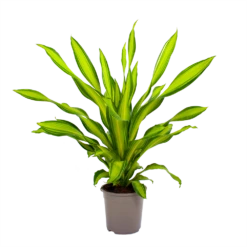 Dracaena Charley - Drakenbloedboom - P24 H95 - Kamerplant -FloraHome Verkoopwinkel dracaena charley drakenbloedboom p24 h95 2