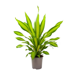 Dracaena Charley - Drakenbloedboom - P24 H95 - Kamerplant -FloraHome Verkoopwinkel dracaena charley drakenbloedboom p24 h95 3