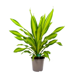 Dracaena Charley - Drakenbloedboom - P24 H95 - Kamerplant -FloraHome Verkoopwinkel dracaena charley drakenbloedboom p24 h95 4